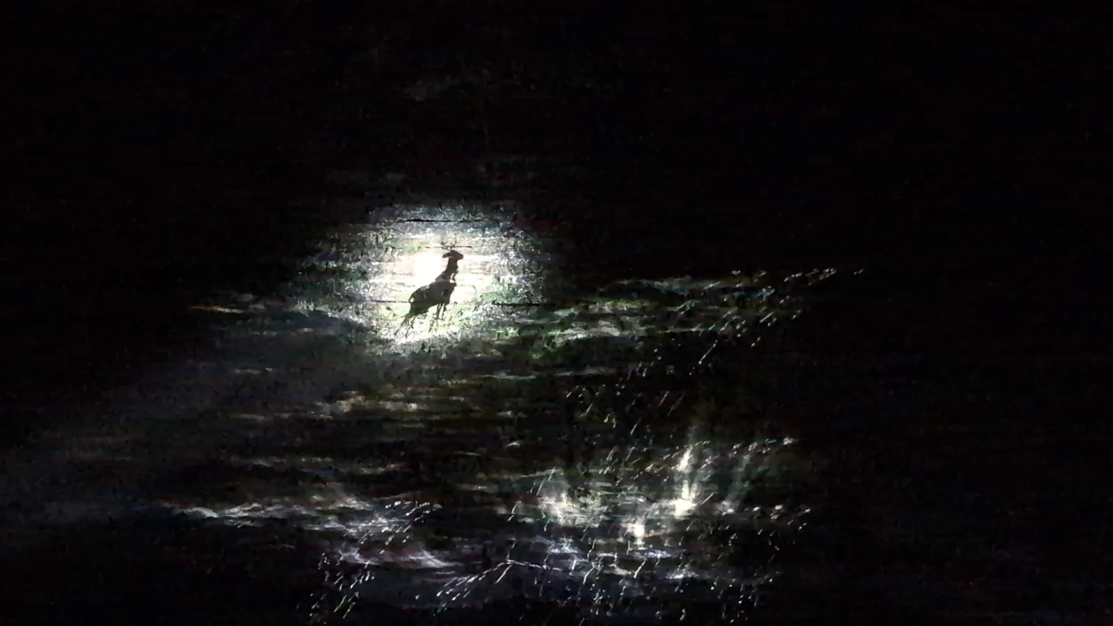 A deer projected onto the canyon wall at Aquavia Lumina