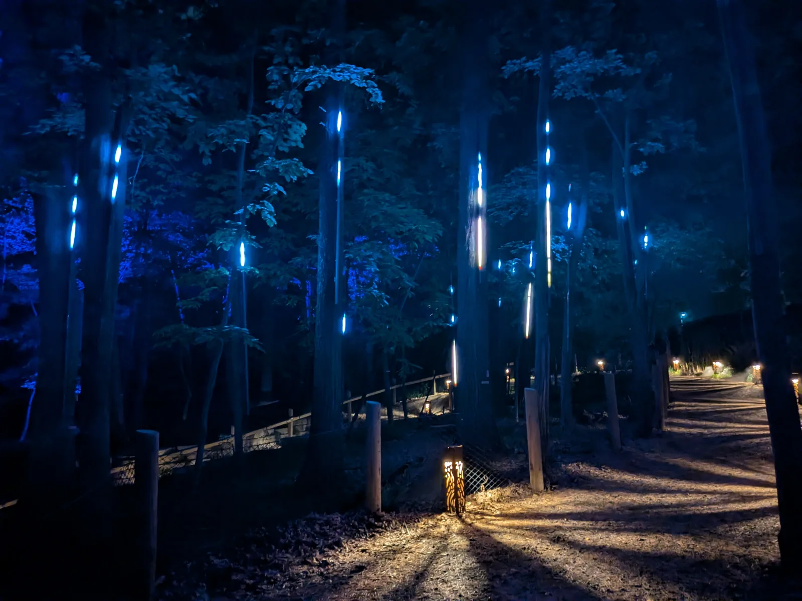 Pillars of light in the forest at Aquavia Lumina
