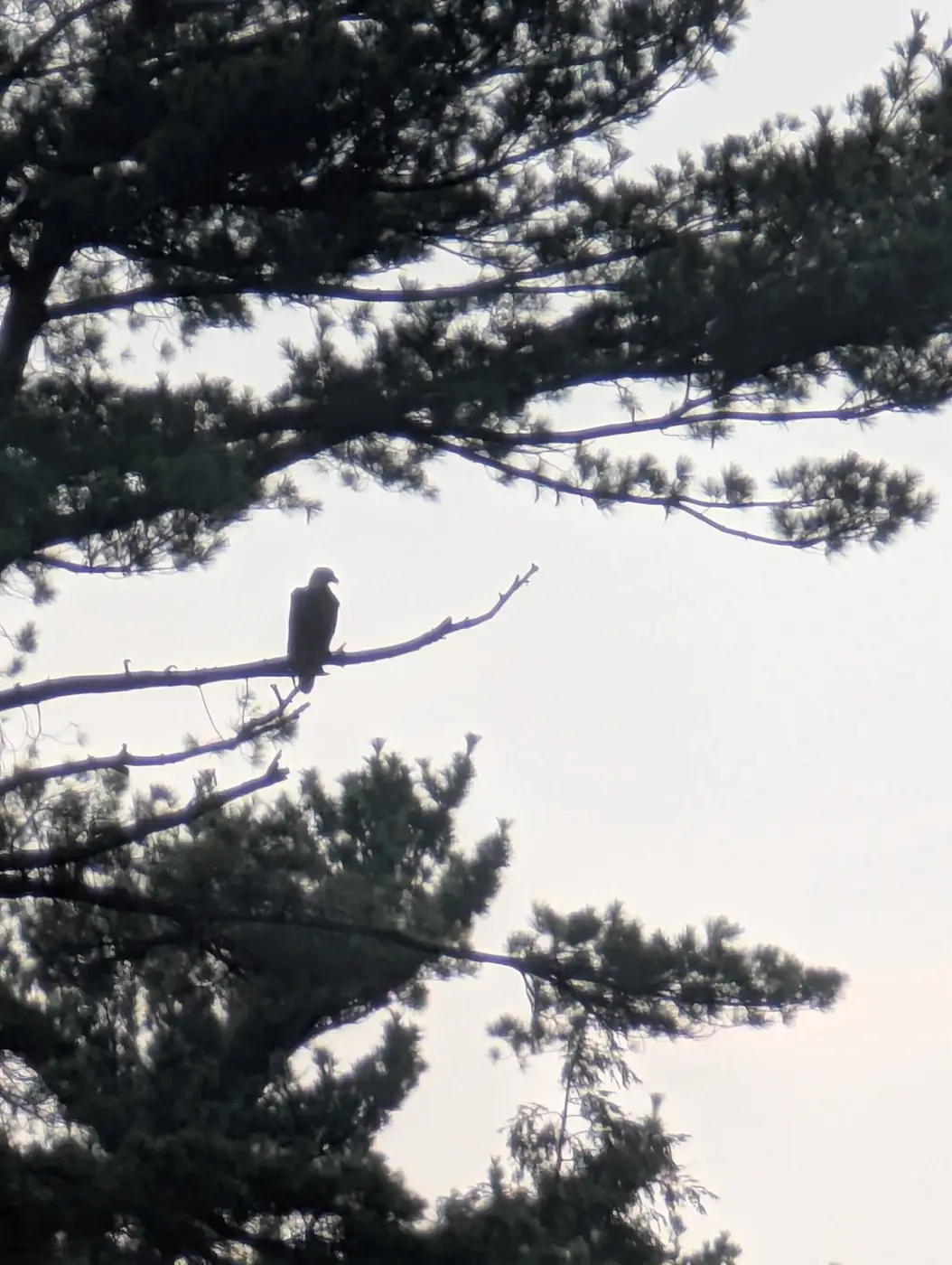 A bald eagle perched in a pine tree along the Wisconsin River