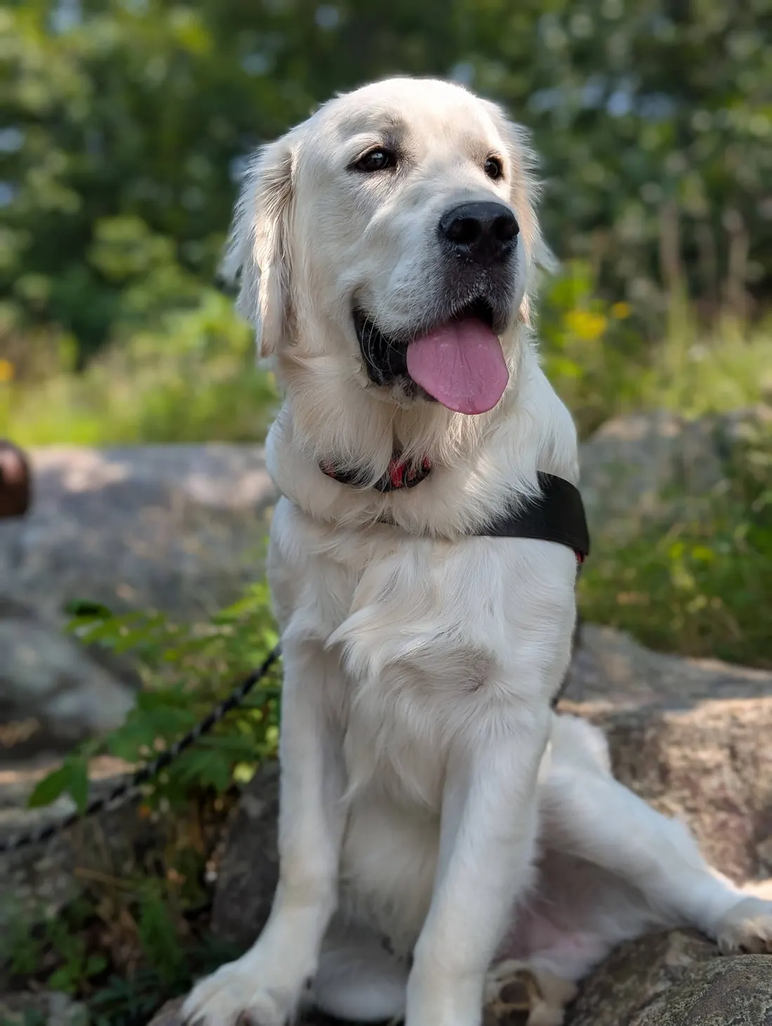 A golden retriever sitting on the rocks of the East Bluff trail at Devil's Lake State Park