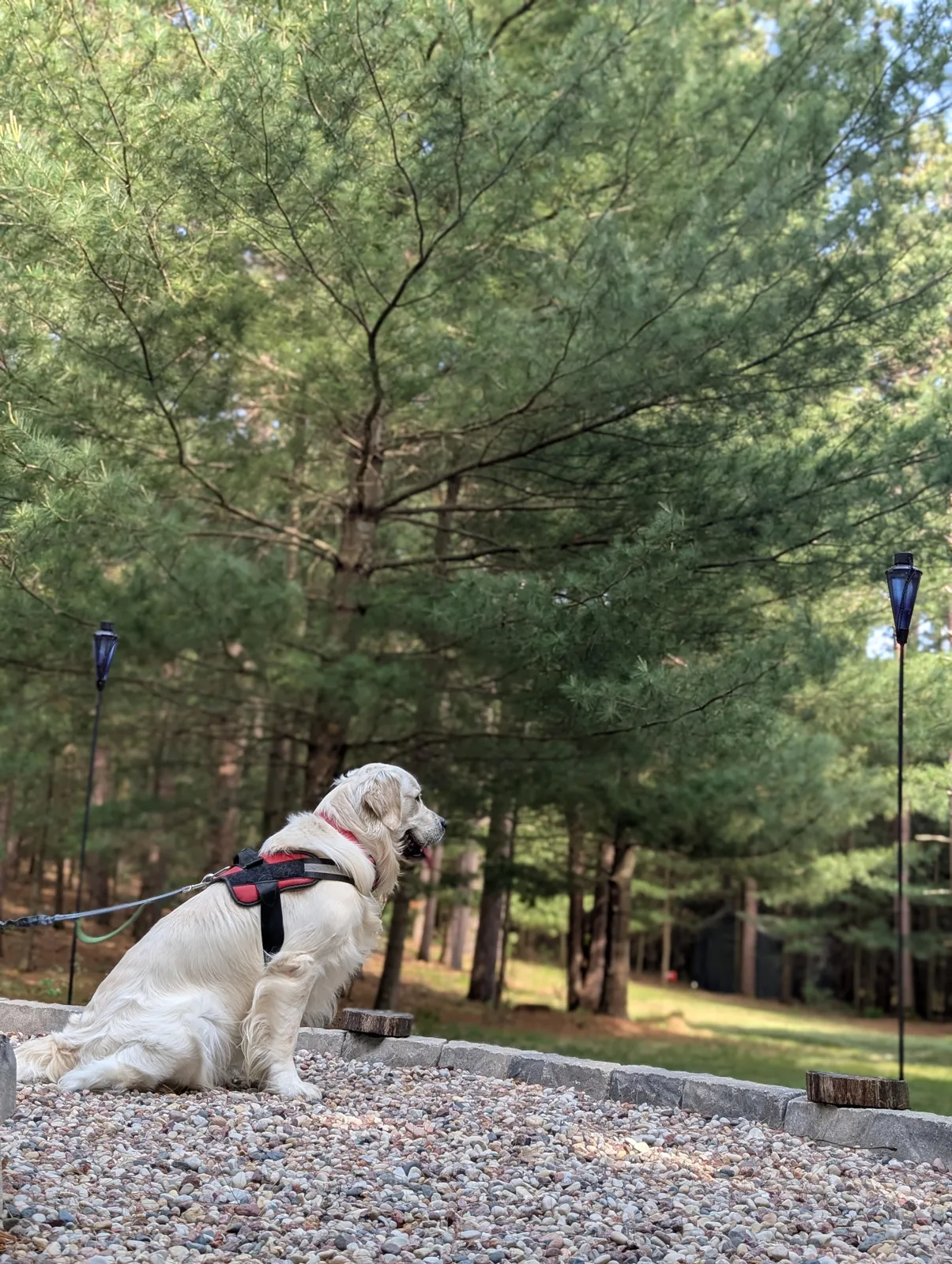 Our dog sitting by the pines at the Hot Tub + Sauna home