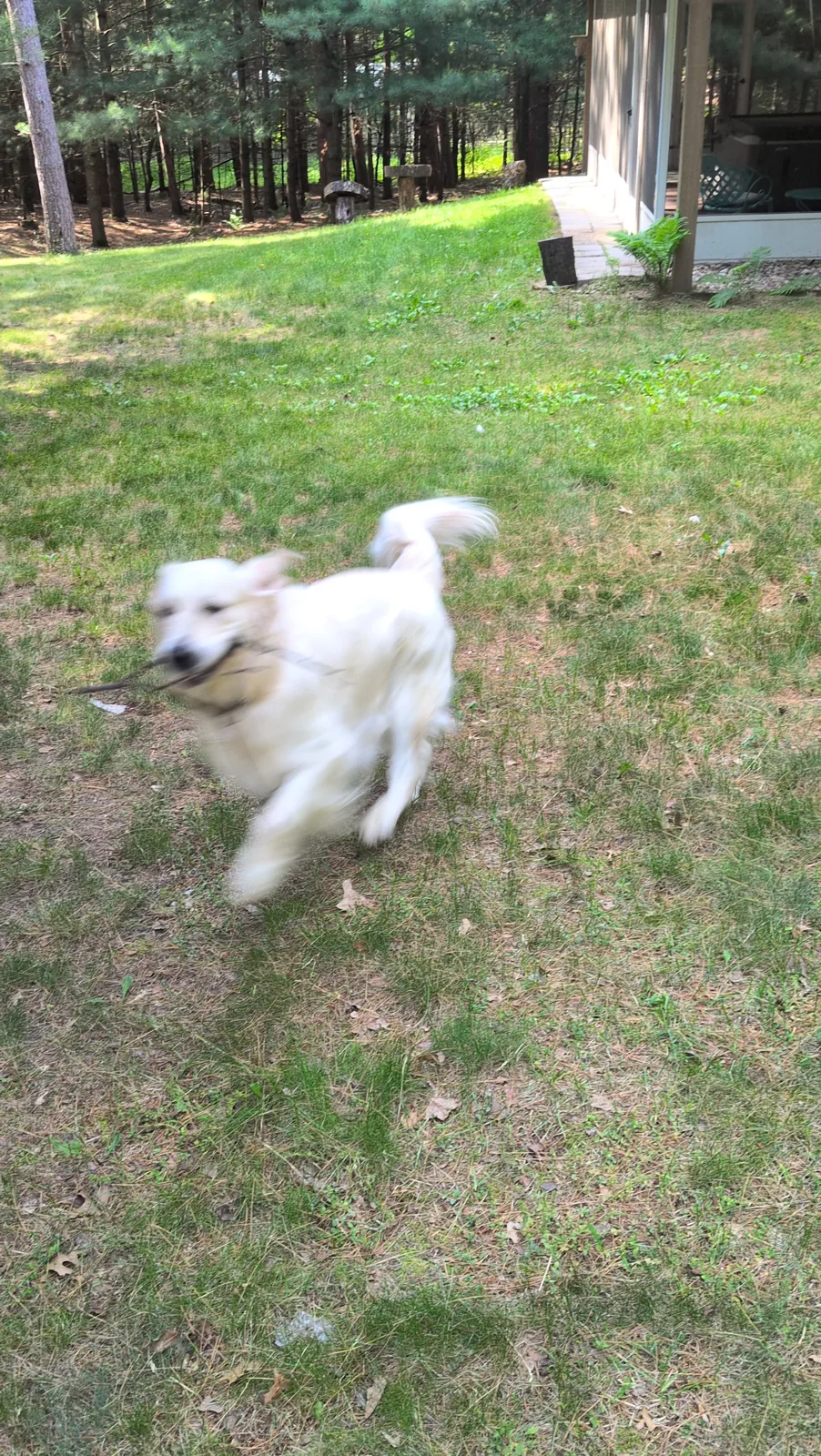 Our dog running across a grassy backyard