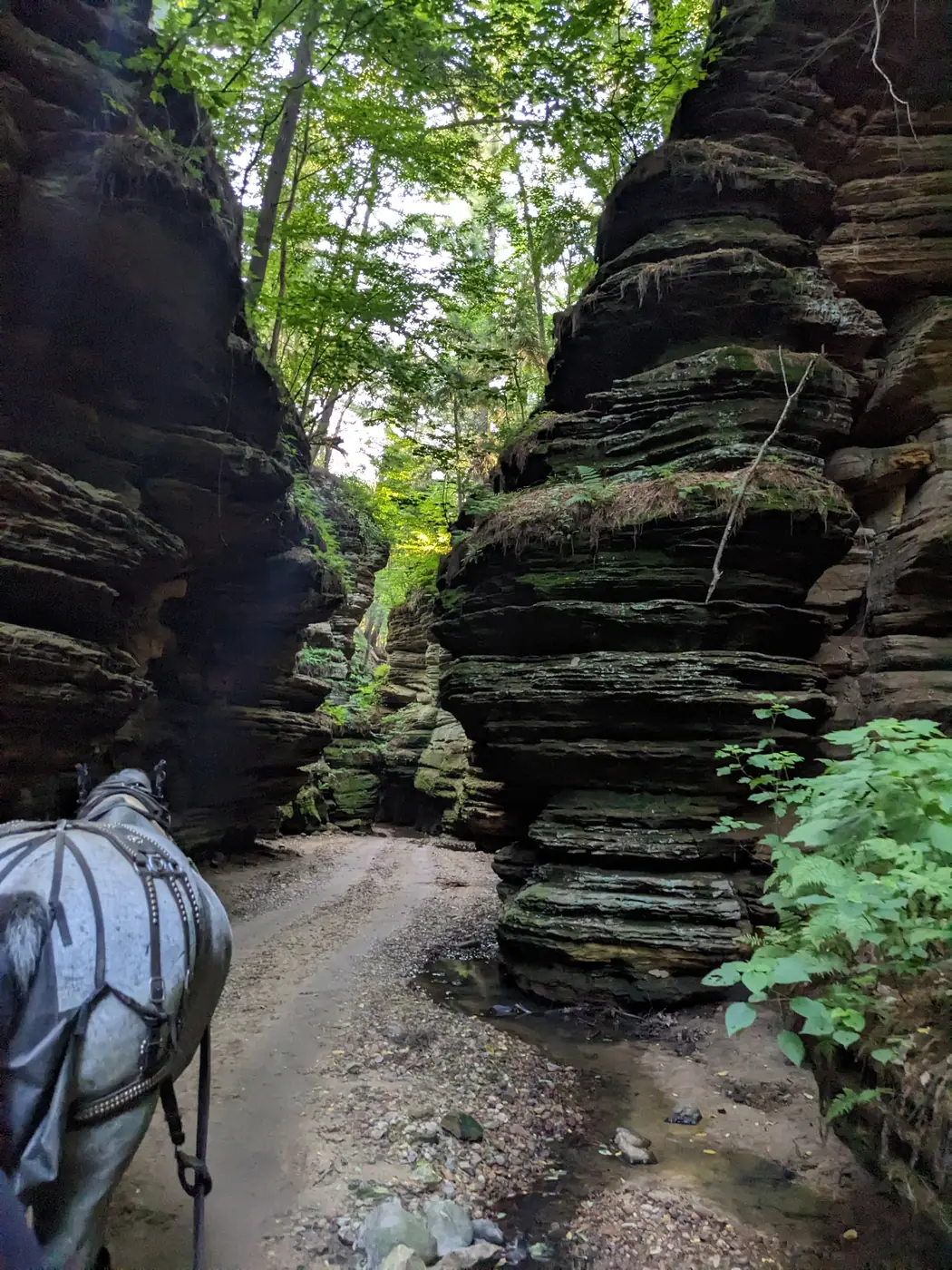 The horses rounding a bend in the canyon