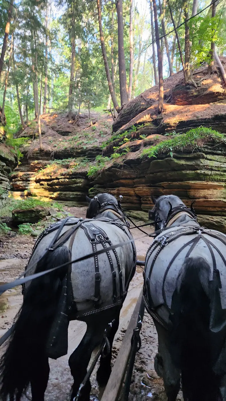 Draft horses at the entrance to the canyon trail