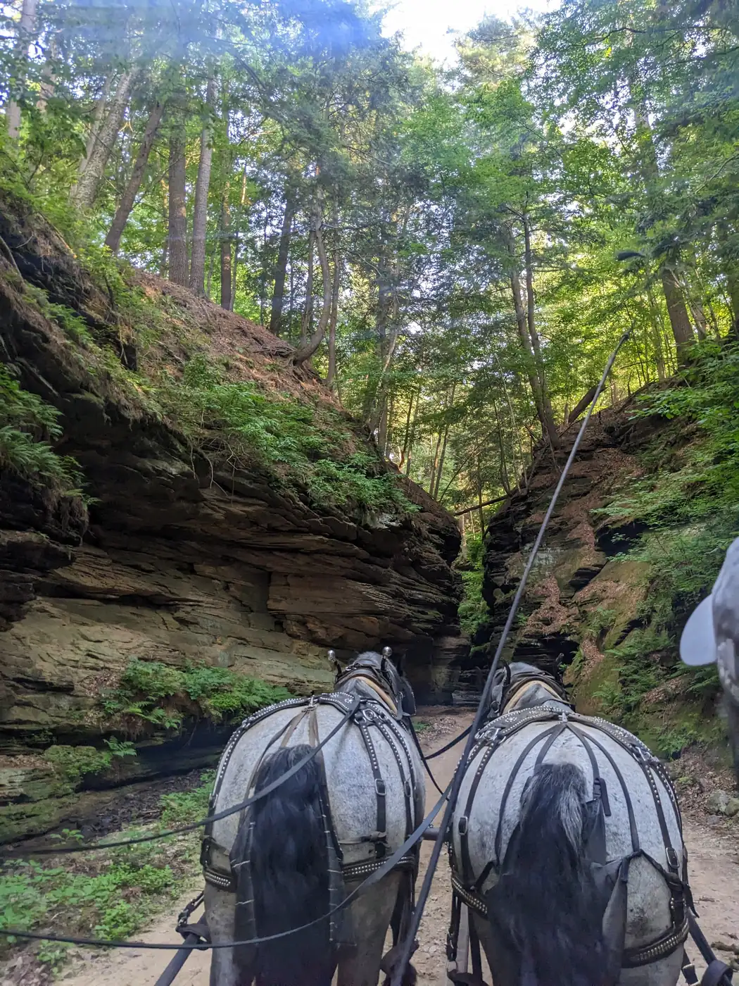 A team of draft horses pulling a wagon into a narrow, moss-covered sandstone canyon at Lost Canyon in Lake Delton